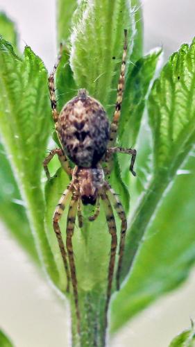 Réf. 244 108 : Anyphaena accentuata